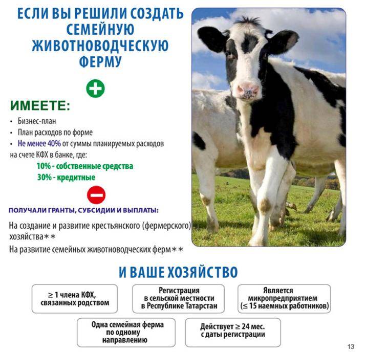 Как открыть тепличный бизнес с нуля: бизнес план с расчетами