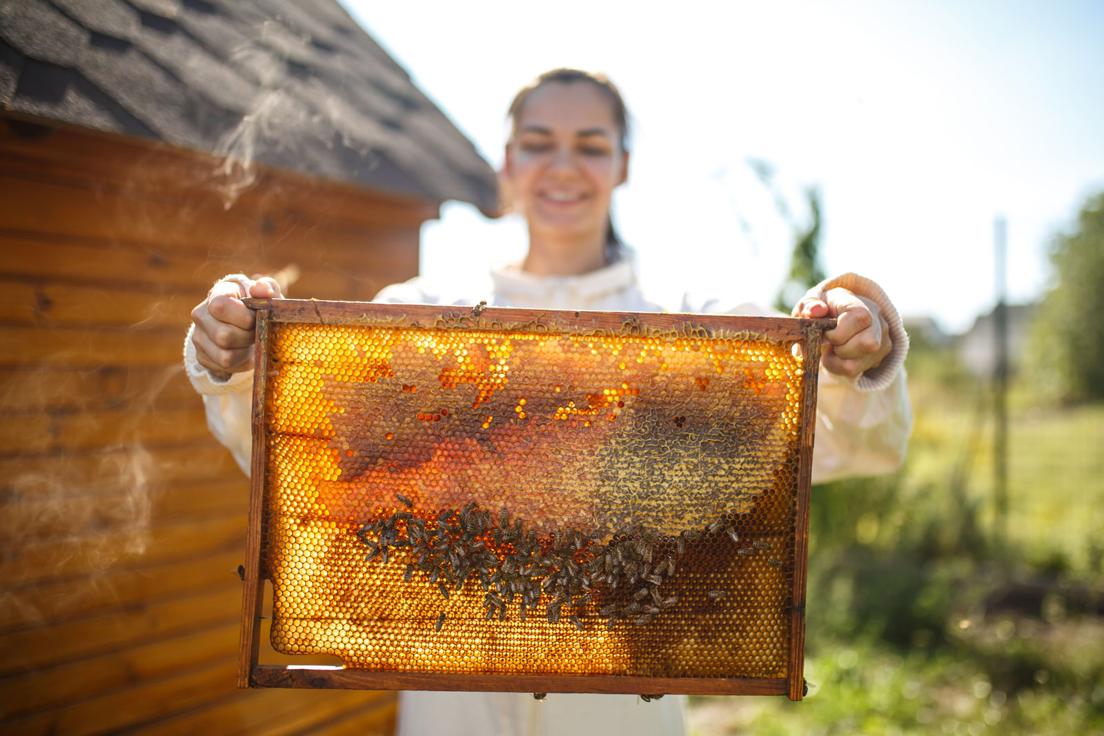 Когда собирают мед. Пасечник пчеловод. Пчелы пасека. Сбор меда на пасеке. Бизнес на пчеловодстве.