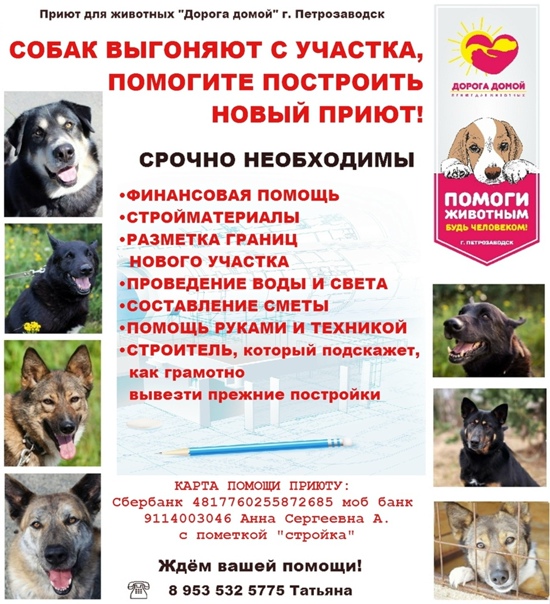 Как открыть приют для животных: пошаговое руководство. открытие приюта для бездомных животных при поддержке государства. пошаговая инструкция: как открыть приют для животных
