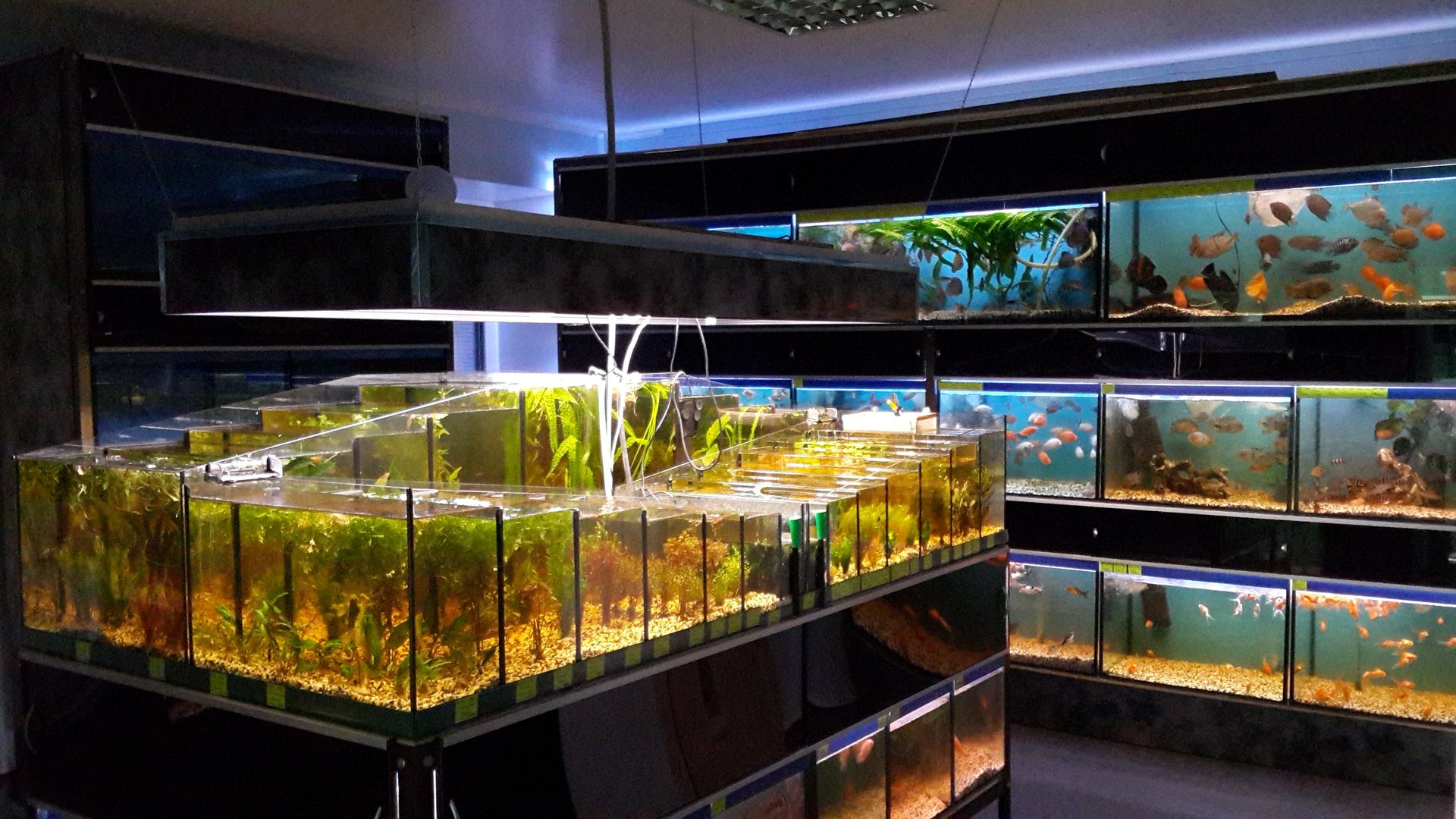Мир аквариумных рыбок. Зоомагазин аквариум. Рыбки для аквариума. Большие аквариумы. Магазин аквариумов.