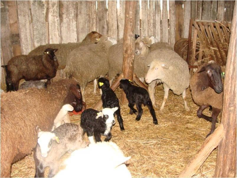 Окот ягнят. Помещение для овец. Овчарня для овец. Овцеводство ферма. Помещения для ягнения овец.