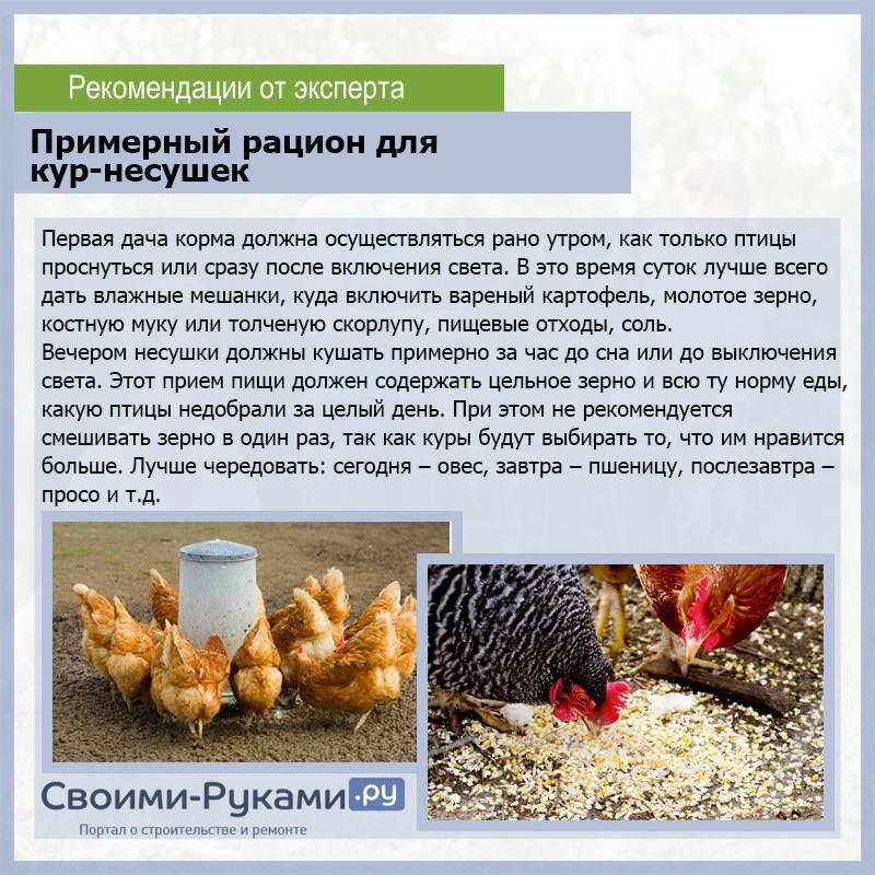 Бизнес-план по разведению кур-несушек: расчет рентабельности