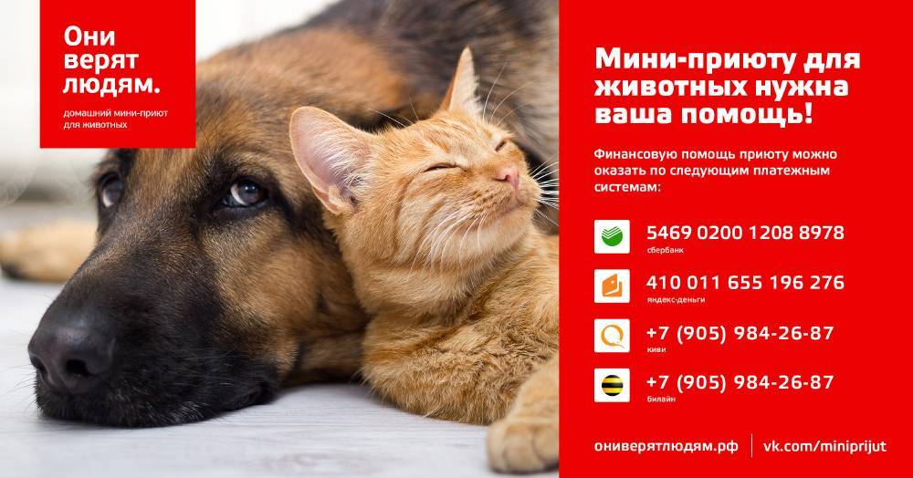 Цель проекта приюта для животных