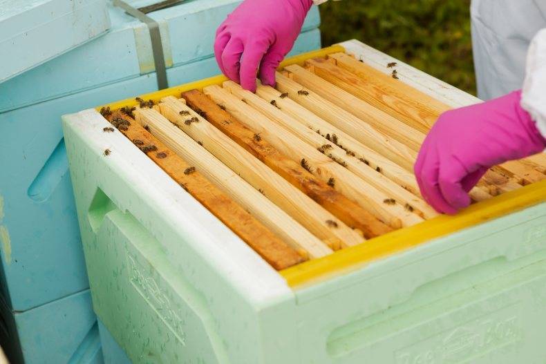 Бизнес-план открытия прибыльной пасеки — описание бизнеса и продукта, пошаговый план производства, особенности регистрации